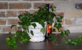 English Ivy Foliage Plants