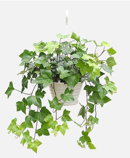English Ivy House Plant