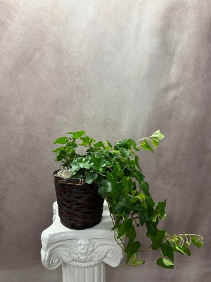 English Ivy Houseplant