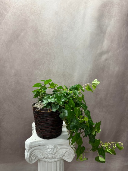 English Ivy Houseplant