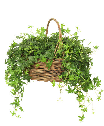 ENGLISH IVY PLANT  Hedera helix  in Albany, NY | Ambiance Florals & Events