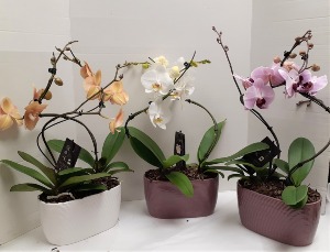 Entwined Swan Orchids 