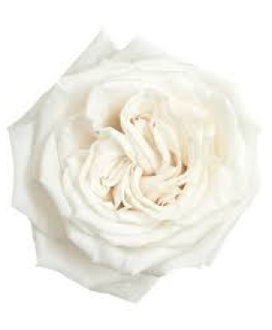 White Roses Pure white 