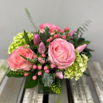 Esperance Roses 