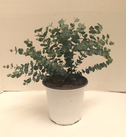 Eucalyptus Plant 6" 