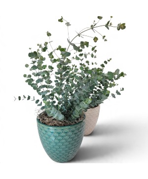 Eucalyptus Plant in Modern Pot 