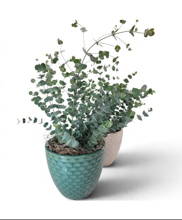 Eucalyptus Plant in Modern Pot  in Troy, MI | DELLA'S MAPLE LANE FLORIST