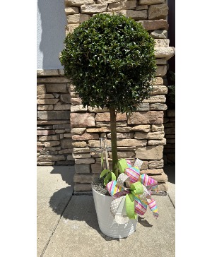 Eugenia Ball Topiary Plant