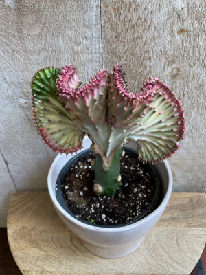 Euphorbia Lactea "Coral Reef" Cactus in Toronto, ON - THE NEW LEAF FLORIST