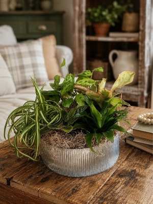 EURO GARDEN IN RUSTIC CONTAINER PLANTS