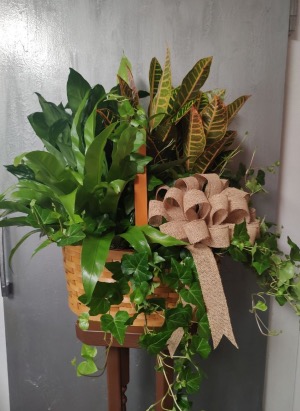 European Basket 4 Plants Plant