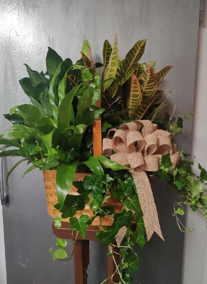 European Basket 4 Plants Plant