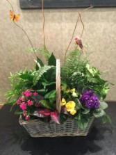 Dave's Garden In Bloom 