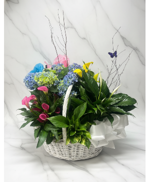 European Designers Basket Plant Arrangement