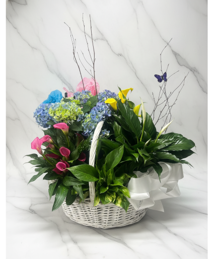 European Designers Basket Plant Arrangement
