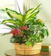 ROMA FLORIST EUROPEAN  DISH GARDEN  