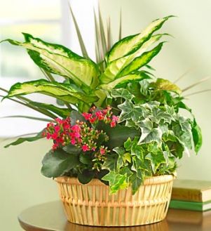 ROMA FLORIST EUROPEAN  DISH GARDEN  