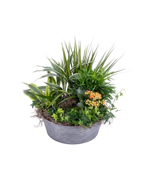 European Dish Garden 