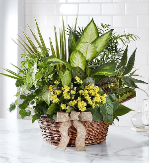 European Dish Garden 