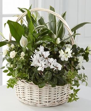 European Dish Garden Plant