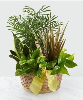 EUROPEAN DISH GARDEN Plant Basket
