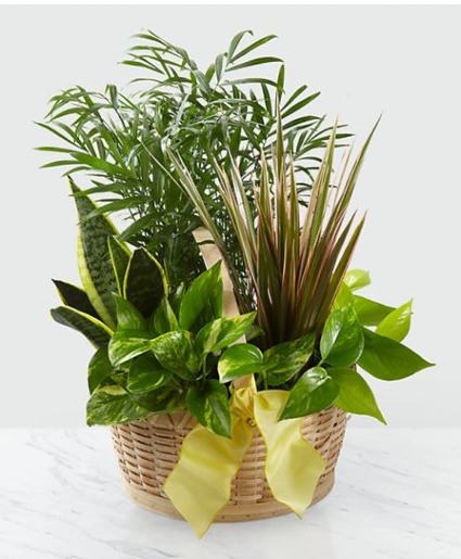 EUROPEAN DISH GARDEN Plant Basket