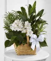 EUROPEAN DISH GARDEN Plants