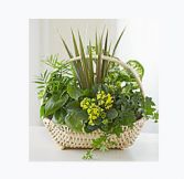 European Dish Garden 