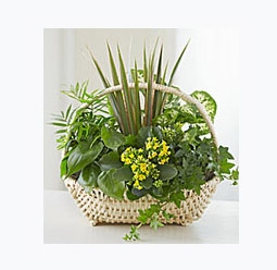 European Dish Garden 