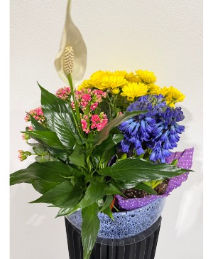 European garden blooming and green plants in keepsake container