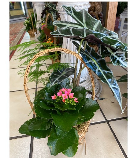 Blooming Basket VARIETY OF PLANTS 