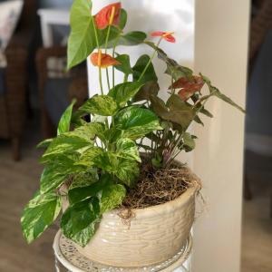 Dishgarden  Blooming & Green Houseplant