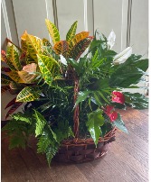 European Garden Green plant