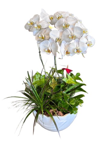 European Orchid Garden  in Jacksboro, TX | AMBROSE FLORAL DESIGNS