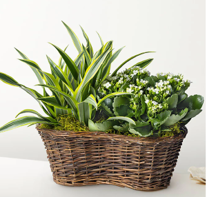 European Plant Garden 