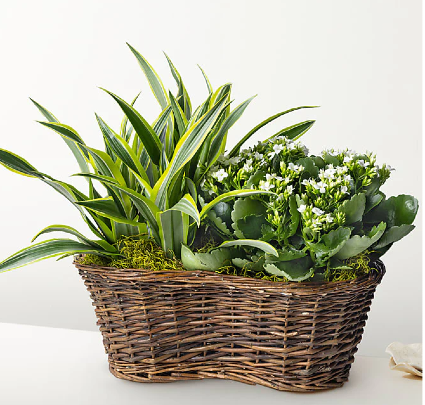 European Plant Garden 