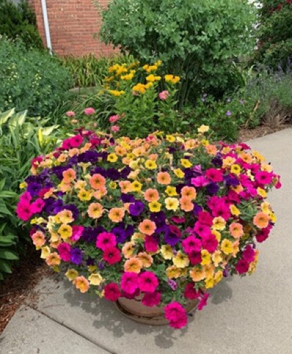 Evan Elenbass- 12" Annual Hanging Basket  Evan Elenbass- 12" Hanging Basket- Color Scheme: Pink and Orange