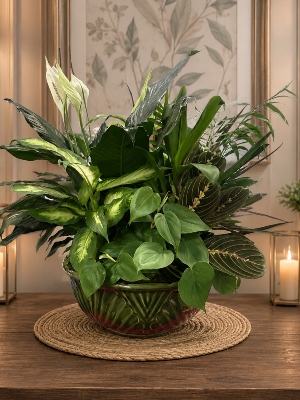  EvergreenLarge Dish Garden 