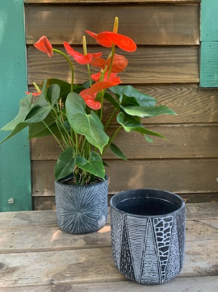 Everyday Tropics in Black Potted Anthurium