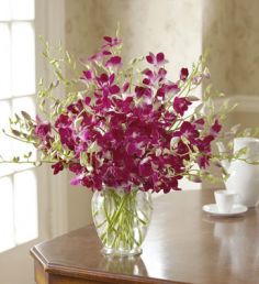 Exotic Breez Orchids Make Their Day Unforgettable 