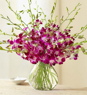 Exotic Breeze Orchids From Roma FLORIST 