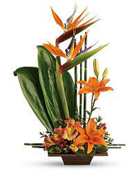 Exotic Grace 