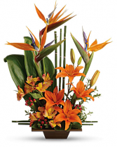  Exotic Grace Arrangement 