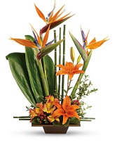 Exotic Grace Contemporary
