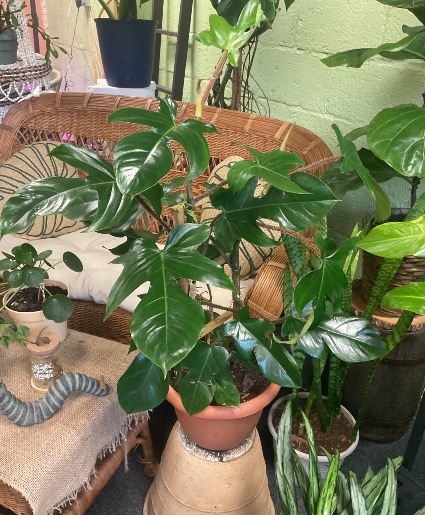Exotic house plants 
