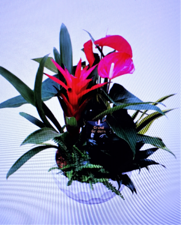 Extra Large Anthurium Planter 