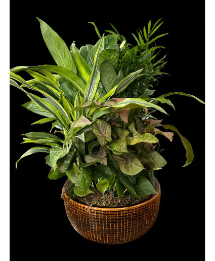 Extra Large Dish Garden  