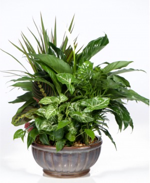 Extra Large Dish Garden  Dish Garden