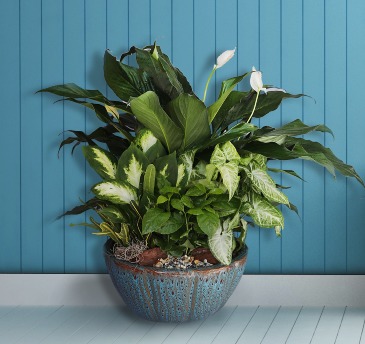 Extra Large Dish Garden Plant in Boca Raton, FL | Flowers of Boca