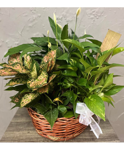 Extra Large Garden Basket